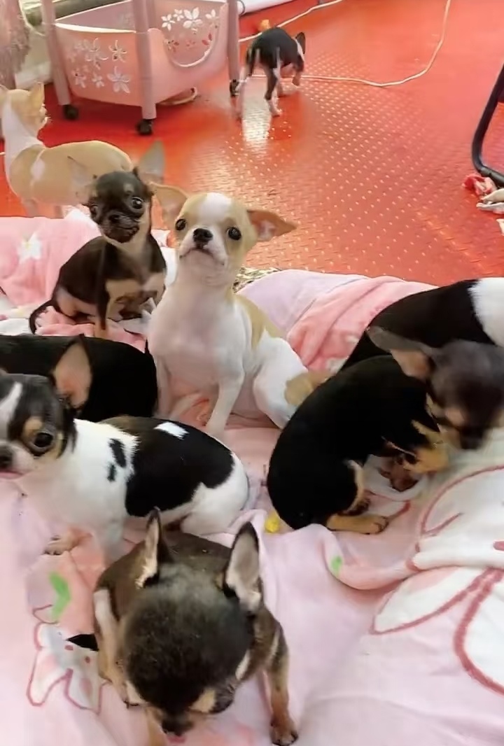 吉娃娃运动量小吉娃娃属于小型犬吉，